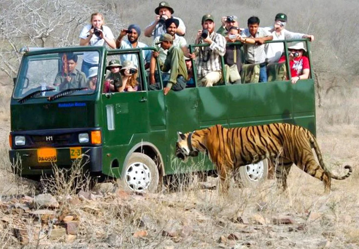 Elephant Safari Tour Corbett